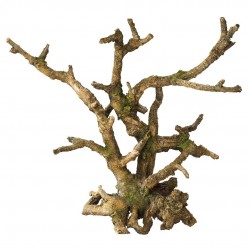 BONSAI SANS FEUILLES...