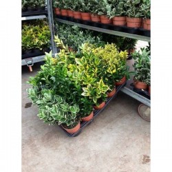 EUONYMUS assorti P10.5