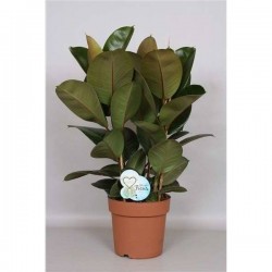 FICUS elastica 'Robusta'...