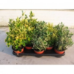 EUONYMUS assorti P13