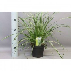 CAREX morrowii 'Ice Dance' P17