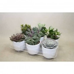 SUCCULENTE assorti P12-CERAM