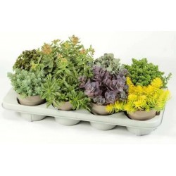 SEDUM dura Assorti P12