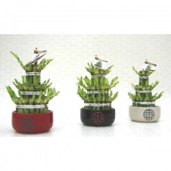 DRACAENA sanderiana 'Lucky...