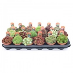 SEMPERVIVUM P9