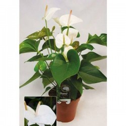 ANTHURIUM 'Grandiflora' P17
