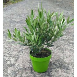 OLEA europaea 25/30 C2.5L-COUL
