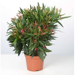 NERIUM oleander Trio 35/40 C3L