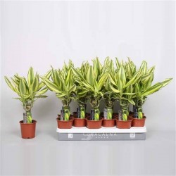 DRACAENA fragrans 'Yellow...