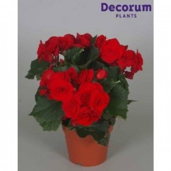 BEGONIA elatior 'Baladin' P14