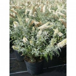 BUDDLEJA 'White Ball' H30...