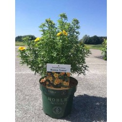 POTENTILLA fruticosa Mango...