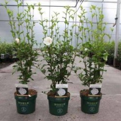 HIBISCUS syriacus 'White...