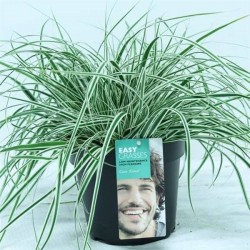 CAREX oshimensis 'Everest' P17