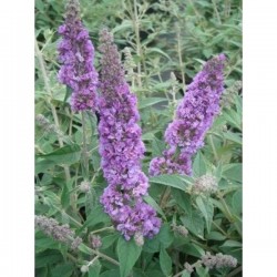 BUDDLEJA 'Blue Chip Jr' H25...
