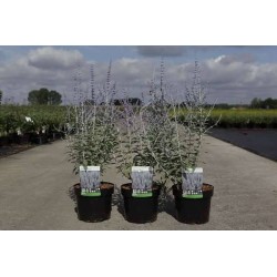 PEROVSKIA atriplicifolia...