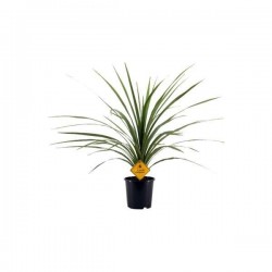 CORDYLINE australis 'Peko'...