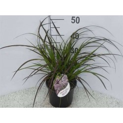 PENNISETUM setaceum...