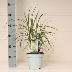 MISCANTHUS sinensis 'Little...