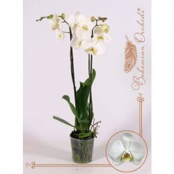 PHALAENOPSIS 'Cambridge'...