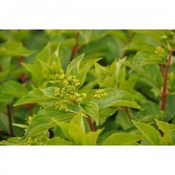 HYDRANGEA paniculata...