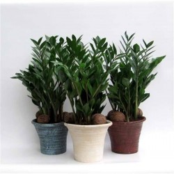 ZAMIOCULCAS H60 P23