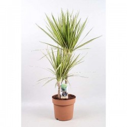 DRACAENA marginata 'Sunray'...