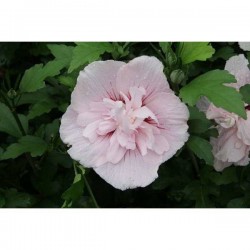 HIBISCUS syriacus Pink...