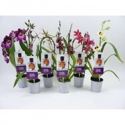 ORCHIDEE parfumee P9