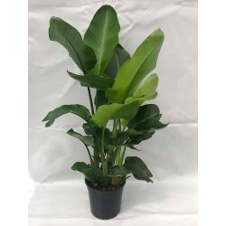 STRELITZIA nicolai H110 P24