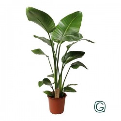 STRELITZIA nicolai H95 P21