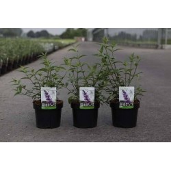 BUDDLEJA luteolufaucia...