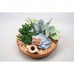 SUCCULENTE CPEØ23-TC