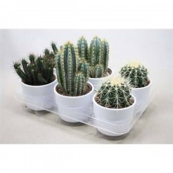 CACTUS assorti P12-CERAM