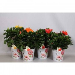 HIBISCUS fiori Grande H55...