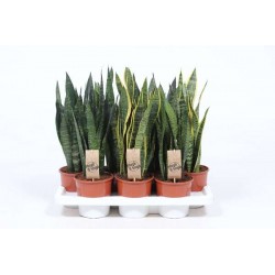 SANSEVIERIA assorti P14