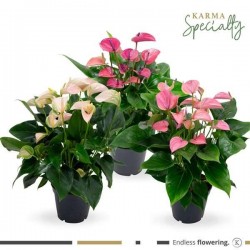 ANTHURIUM multiflorum P17