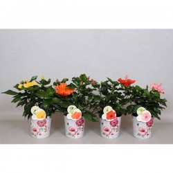 HIBISCUS fiori Grande H35...