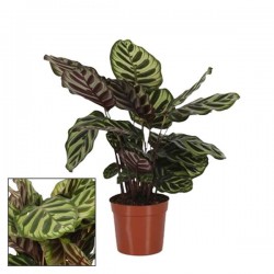 CALATHEA 'Makoyana' P14