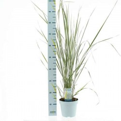 CALAMAGROSTIS acutiflora...