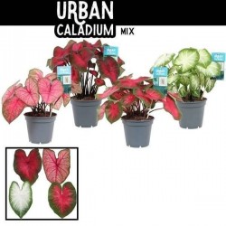 CALADIUM assorti H40 P17