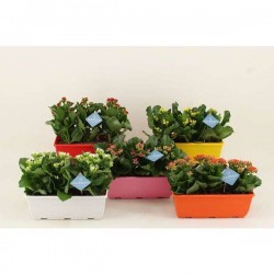 KALANCHOE P27-TST