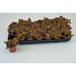 FITTONIA verschaffeltii...