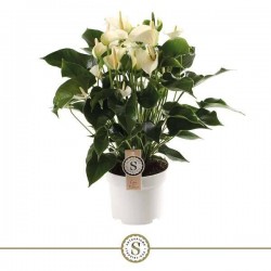 ANTHURIUM andreanum White...