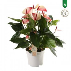 ANTHURIUM andreanum...