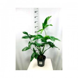 PHILODENDRON goeldii 'Fun...