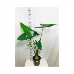 ALOCASIA zebrina H110 P24