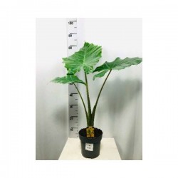 ALOCASIA 'Portadora' H65 P17