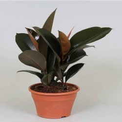 FICUS elastica 'Abidjan'...