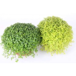 SOLEIROLIA soleirolii P11